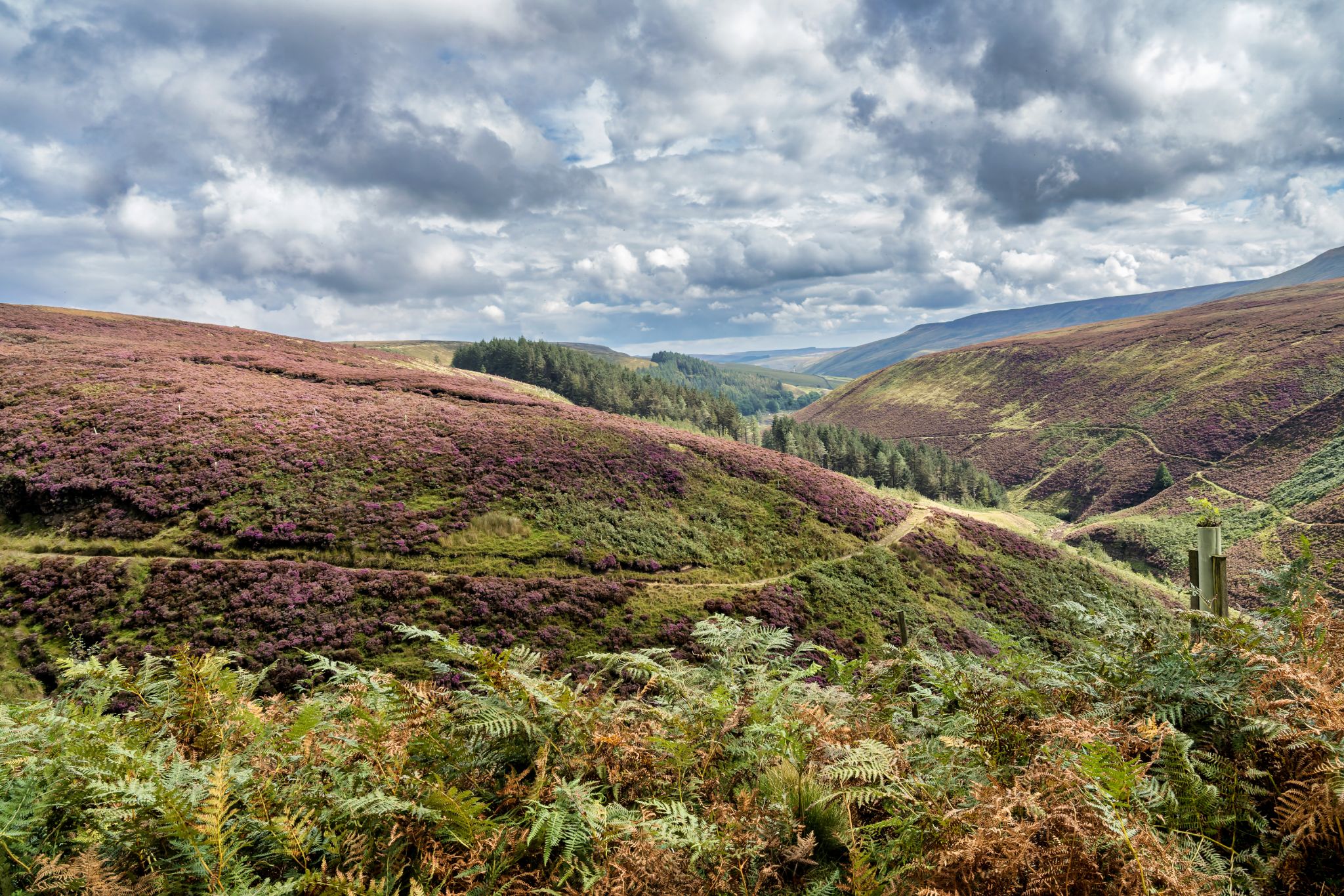 Wanderung in den Hope Woodslands